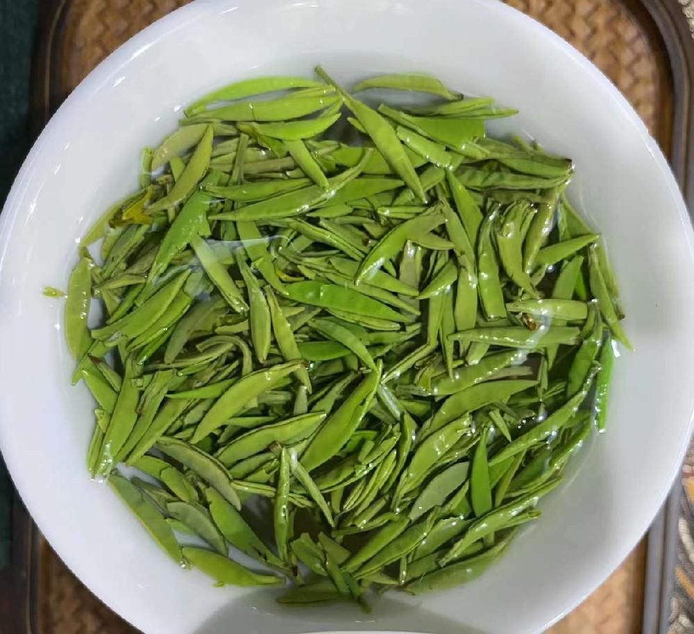 搶“鮮”出擊！蘭馨茶業備戰春茶生產